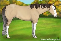 Horse Color:Amber Champagne Dun Splash 