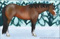 Horse Color:Bay Sabino 