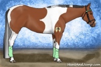 Horse Color:Bay Tobiano 