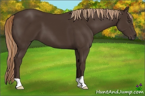 Horse Color:Liver Chestnut 