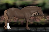 Horse Color:Liver Chestnut 