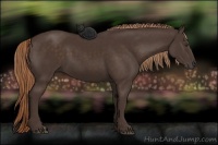 Horse Color:Liver Chestnut 