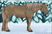 Horse Color:Chocolate Palomino 