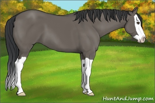Horse Color:Grullo Splash 