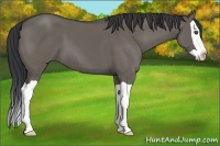 Horse Color:Grullo Splash 
