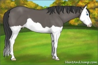 Horse Color:Grullo Splash 
