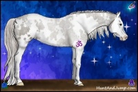 Horse Color:White Spotted Chocolate Palomino Splash 
