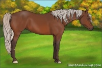 Horse Color:Silver Bay Frame