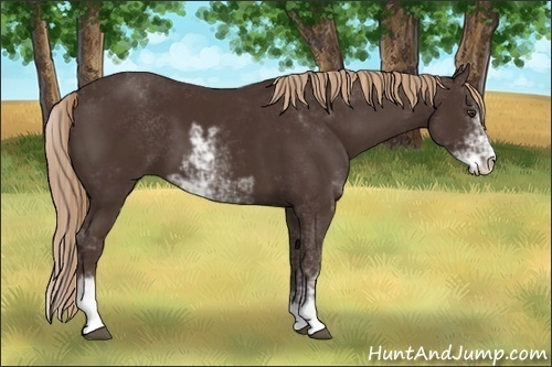 Horse Color:Liver Chestnut Sabino