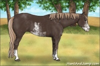 Horse Color:Liver Chestnut Sabino 