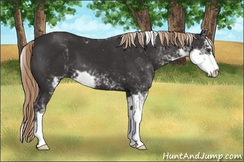 Horse Color:Liver Chestnut Sabino