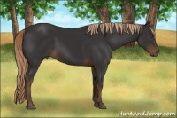 Horse Color:Liver Chestnut Sabino
