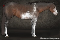 Horse Color:Liver Chestnut Sabino