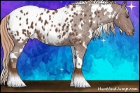 Horse Color:White Spotted Chestnut Appaloosa 