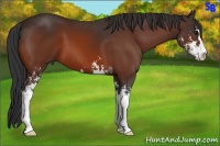 Horse Color:Bay Sabino 