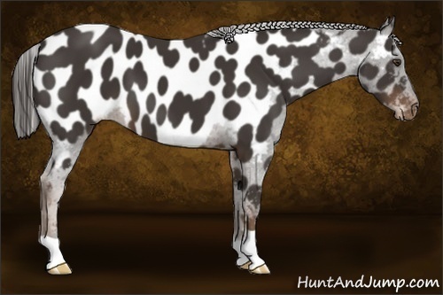 Horse Color:Liver Chestnut Near Leopard 