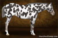 Horse Color:Liver Chestnut Appaloosa 
