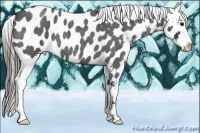 Horse Color:Blue Roan Appaloosa 