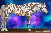 Horse Color:Buckskin Near Leopard 