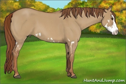 Horse Color:Red Dun Roan Splash Frame