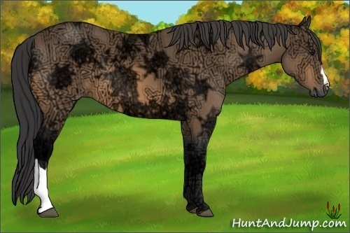 Horse Color:Buckskin Ice 