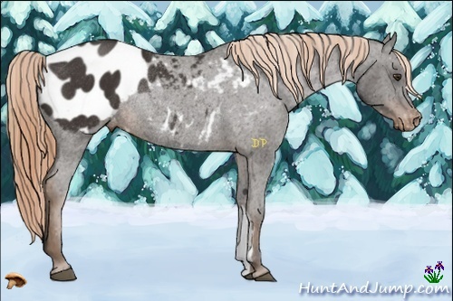 Horse Color:Liver Chestnut Appaloosa Rabicano 