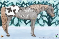 Horse Color:Liver Chestnut Appaloosa Rabicano 