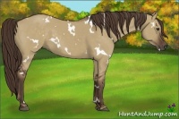 Horse Color:White Spotted Liver Red Dun 