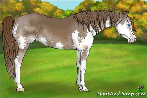 Horse Color:Liver Chestnut Splash 