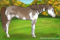 Horse Color:Liver Chestnut Splash