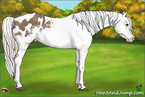 Horse Color:Chocolate Palomino Sabino Appaloosa Rabicano 