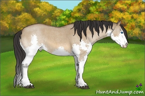Horse Color:White Spotted Bay Roan Dun Splash 