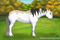 Horse Color:Bay Dun Splash Frame