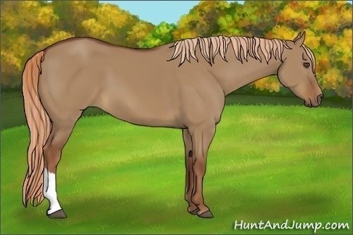 Horse Color:Red Dun