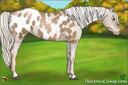 Horse Color:Liver Chestnut Pearl Sabino Frame Appaloosa 