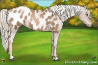 Horse Color:Liver Chestnut Pearl Sabino Frame Near Leopard