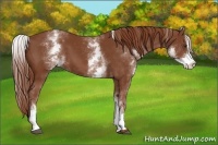 Horse Color:White Spotted Chestnut Sabino