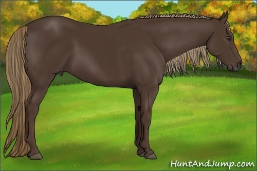 Horse Color:Liver Chestnut 