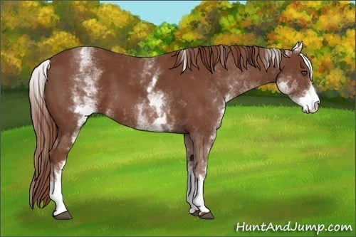 Horse Color:White Spotted Chestnut 