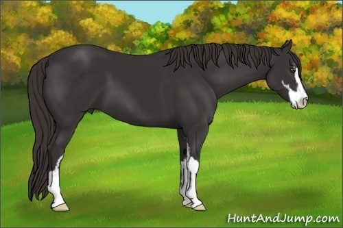 Horse Color:Liver Chestnut Sabino 