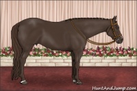 Horse Color:Liver Chestnut Sabino