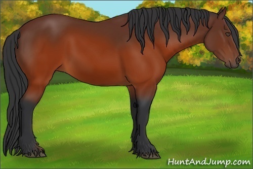 Horse Color:Brown 