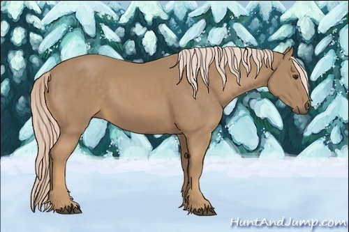 Horse Color:Palomino 