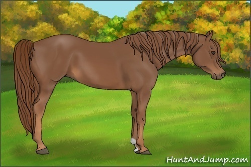 Horse Color:Chestnut 