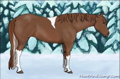 Horse Color:Chestnut Tobiano