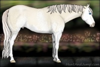 Horse Color:White Spotted Chocolate Palomino Roan Pearl Dun Splash