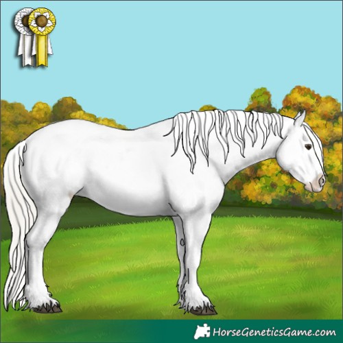 Horse Color:Liver Chestnut Mushroom Appaloosa 