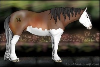 Horse Color:Bay Splash 