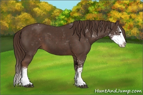 Horse Color:Liver Chestnut Sabino Splash 