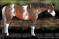 Horse Color:White Spotted Bay Tobiano Varnish 